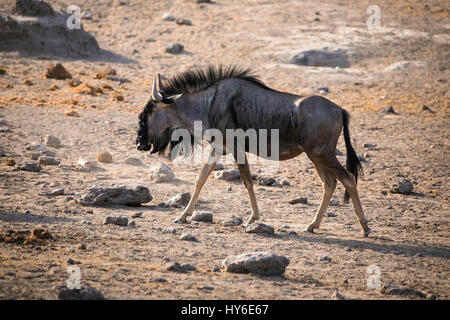 Gnou commun, Connochaetes taurinus, Chudop Waterhole, Etosha National Park, Namibie, l'Afrique, par Monika Hrdinova/Dembinsky Assoc Photo Banque D'Images