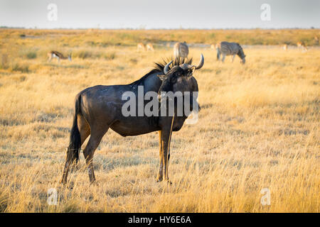 Gnou commun, Connochaetes taurinus, Chudop Waterhole, Etosha National Park, Namibie, l'Afrique, par Monika Hrdinova/Dembinsky Assoc Photo Banque D'Images