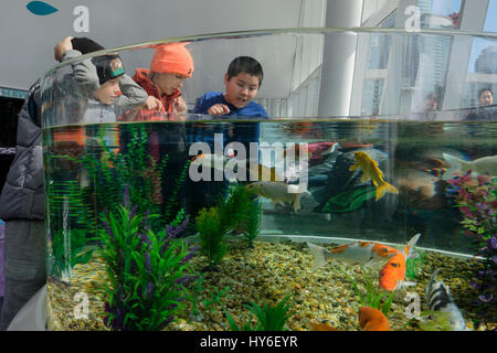 Ripley's Aquarium du Canada, pour les enfants, les enfants, l'observation d'un réservoir d'eau, aquarium avec carpes colorées, koi, Cyprinus carpio haematopterus, Toronto, Ontario Banque D'Images