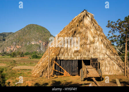 Les plantations de tabac dans la Vallée de Viñales, Cuba, avec des mogotes, collines calcaires. Banque D'Images