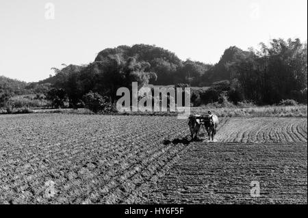 Les plantations de tabac dans la Vallée de Viñales, Cuba, avec des mogotes, collines calcaires. Banque D'Images