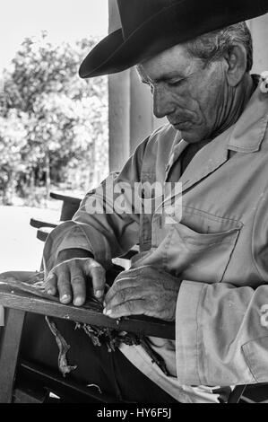 Producteur de tabac cubain roule dans les feuilles de tabac Cigares dans sa maison dans la vallée de Vinales, Cuba. Banque D'Images