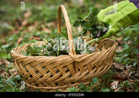 Rousse frisée farmer Woman picking orties dans un panier Banque D'Images