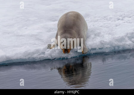 Le phoque barbu (Erignathus barbatus) dans l'eau, l'île du Spitzberg, archipel du Svalbard, Norvège Banque D'Images