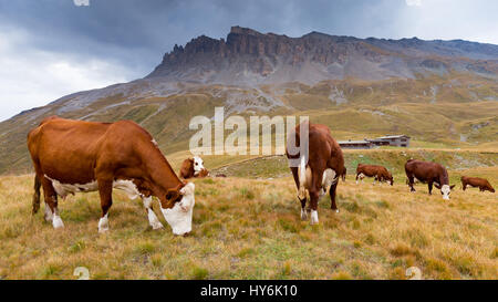 Vaches en pâturage au Plan du Lac. Prairie alpine et refuge. Parc national de la Vanoise. France. Europe. Banque D'Images