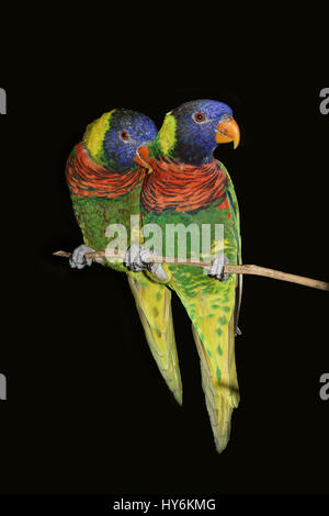 Lorikeet à nappes vertes Banque D'Images