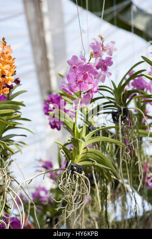 L'intérieur de l'affichage d'orchidées suspendues à Glasshouse RHS Wisley Gardens, Surrey, Angleterre Banque D'Images