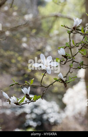 Magnolia kobus floraison de l'arbre au début du printemps. UK Banque D'Images
