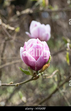 Magnolia x soulangeana 'Photo' Magnolia campbellii 'arbre' Blumhard la floraison au début du printemps. UK Banque D'Images