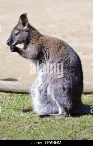 Les toilettes d'un wallaby de Bennett de Tasmanie kangourou petit dans un parc animalier en France Banque D'Images