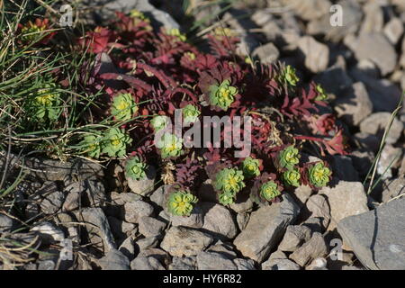 Euphorbia portlandica Banque D'Images