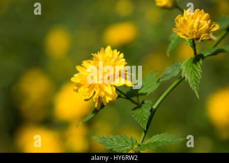 Close up of Flower Japonica vexille Banque D'Images