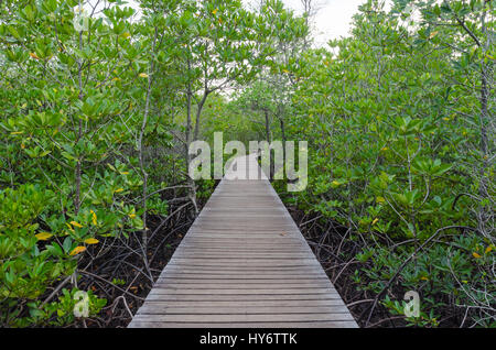 Sentier en bois dans la forêt de mangrove ,Thaïlande chanthaburi Banque D'Images