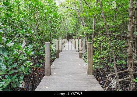 Sentier en bois dans la forêt de mangrove ,Thaïlande chanthaburi Banque D'Images