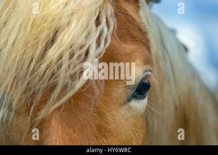 Cheval Haflinger close up of eye et mane Banque D'Images