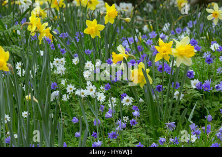 Anemone blanda blanc et bleu avec des jonquilles et floraison Magnolia au printemps Banque D'Images