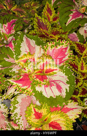 Close-up de feuillage coloré de Coleus Solenostemon géant inhabituelle, cultivar avec de gros rouge vif, vert, et des feuilles jaunes Banque D'Images