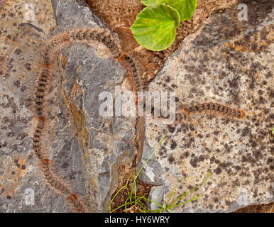 Longue ligne de chenilles la chenille processionnaire, Ochrogaster lunifer syn. Teara contraria, larves de papillon, sac-refuge liquidation leur chemin à travers les rochers Banque D'Images