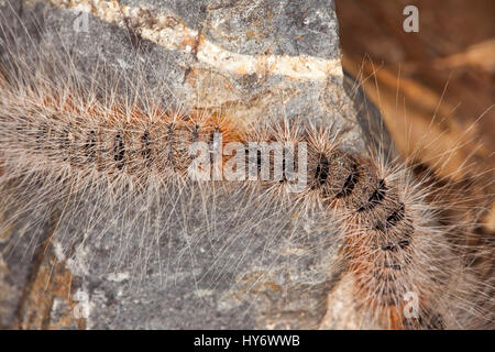 Deux chenilles la chenille processionnaire, Ochrogaster lunifer syn. Teara contraria, larves de papillon sur un abri-sac rock Banque D'Images