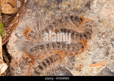 Groupe des chenilles La chenille processionnaire, Ochrogaster lunifer syn. Teara contraria, larves de papillon sur un abri-sac rock Banque D'Images