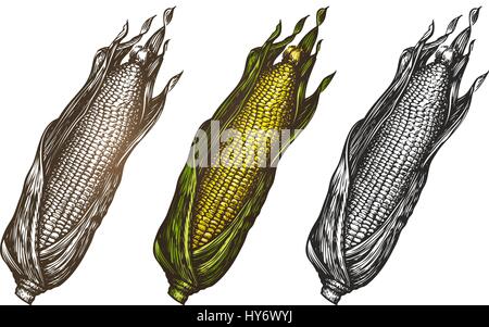 Le maïs à la main. Croquis de l'alimentation. Vector illustration Illustration de Vecteur