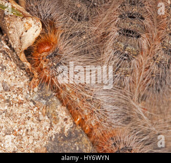 Les chenilles la chenille processionnaire, Ochrogaster lunifer syn. Teara contraria, larves de papillon sac-refuge Banque D'Images