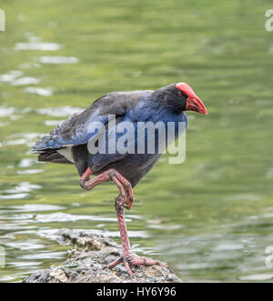 New Zealand Pukeko permanent d'oiseaux on rock Banque D'Images