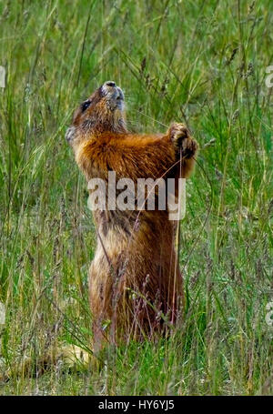 Debout sur deux jambes de marmottes mangent de l'herbe, dans le Parc National de Yellowstone, Wyoming, United States. L'été 2016. Banque D'Images