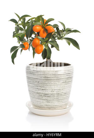 Kumquat arbre en pot isolé sur fond blanc Banque D'Images