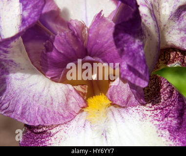 Pétale violet et blanc d'un iris, macro Banque D'Images