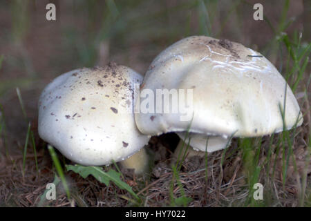 Deux champignons, blanc Banque D'Images