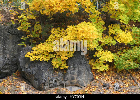 Feuilles jaunes sur gray rock Banque D'Images