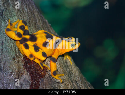 Golden frog panaméenne (Atelopus zeteki) est une espèce de passereau Banque D'Images