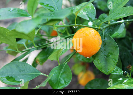 La mandarine arbre avec gouttes d'eau. Banque D'Images