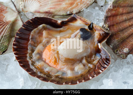 Matières premières fraîches pétoncle ouvert sur la glace dans le shell avec clips close up Banque D'Images