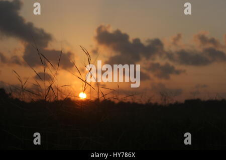 Coucher du soleil- derrière l'herbe Banque D'Images