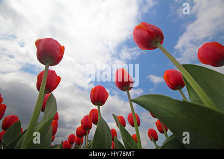 Srinagar, au Cachemire. 01 avr, 2017. Une vue de tulipes en fleurs le plus grand en Asie Tulip Garden le samedi à Srinagar, Cachemire contrôlé par Kashmirn le 1er avril 2017. Indira Gandhi Memorial Tulip Garden dans le recouvrement de Zabarwan Hills, qui s'étend sur 600 kanals de terre avec plus de 1,5 millions de fleurs de plus de 46 variétés, a été ouvert au public aujourd'hui. Credit : Umer Asif/Pacific Press/Alamy Live News Banque D'Images