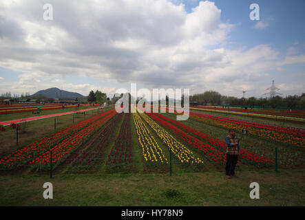 Srinagar, au Cachemire. 01 avr, 2017. Un homme prenant la plus grande en Asie autoportraits Tulip Garden le samedi à Srinagar, Cachemire contrôlé par Kashmirn le 1er avril 2017. Indira Gandhi Memorial Tulip Garden dans le recouvrement de Zabarwan Hills, qui s'étend sur 600 kanals de terre avec plus de 1,5 millions de fleurs de plus de 46 variétés, a été ouvert pour le public d'aujourd'hui Crédit : Umer Asif/Pacific Press/Alamy Live News Banque D'Images