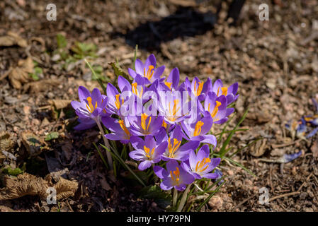 Gros plan macro de plantes purple crocus venant jusqu'au début du printemps Banque D'Images