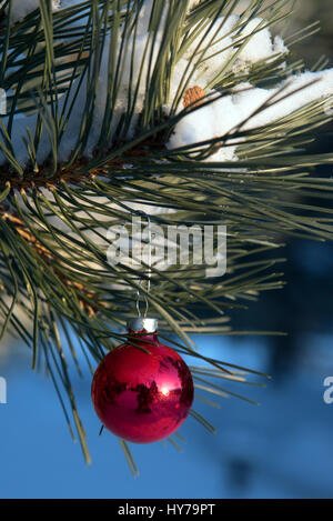 Libre d'un seul ornement de Noël rouge suspendu à une branche d'arbre de pin couvert de neige dans les bois Banque D'Images