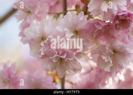 Prunus serrulata 'Kanzan' Banque D'Images