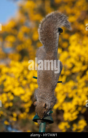 L'écureuil gris Sciurus carolinensis, seul adulte, tête en bas sur la mangeoire. Suffolk, UK. Banque D'Images