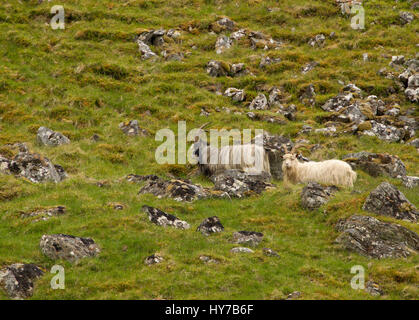 Les chèvres sauvages, les adultes à marcher ou à rester debout sur la colline. Prises de juin. Vallée Findhorn, Nr Tomatin, Ecosse, Royaume-Uni. Banque D'Images