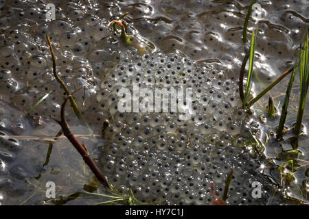 Les oeufs de grenouille récemment mises en commun européen brown Frog, Rana temporaria, la grenouille dans un étang de Baneheia Kristiansand Norvège Banque D'Images