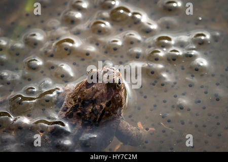 Brun commun européen, la grenouille Rana temporaria, homme veillant sur le les oeufs récemment pondus. Dans Baneheia Kristiansand Norvège Banque D'Images