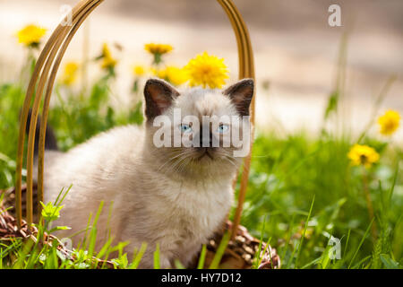 Mignon chaton siamois assis dans un panier sur une prairie de pissenlits Banque D'Images