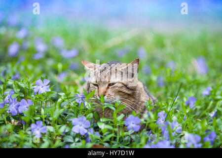 Cute cat allongé sur la pelouse de la pervenche. Banque D'Images