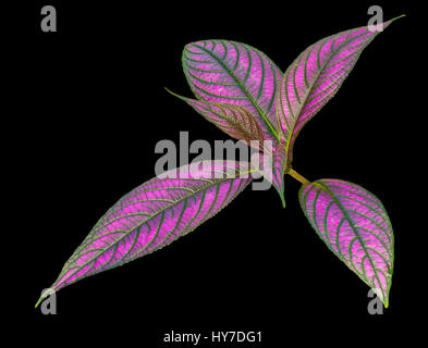 Strobilanthes Dyerianus, brillant feuillage pourpre isolé sur fond noir Banque D'Images