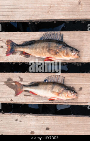 Deux gros poisson (perche) sur fraîchement pêché la planche en bois d'une jetée. Banque D'Images