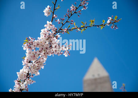 Washington, DC, USA. 01 avr, 2017. Les fleurs de cerisier, Washington DC : Crédit Angela Drake/Alamy Live News Banque D'Images